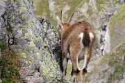 57 Stambecchi a picco sulle rocce 